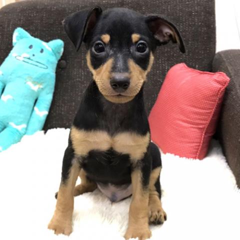 ミニチュアピンシャー