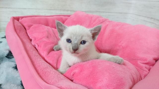 ロシアンブルー