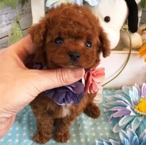 トイプードルティーカッププードル