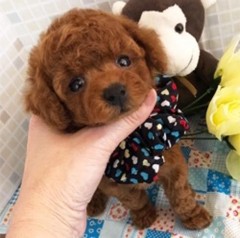 トイプードルタイニーSSS