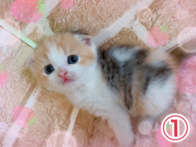 スコティッシュフォールド折れ耳