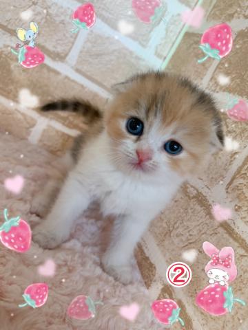 スコティッシュフォールド折れ耳