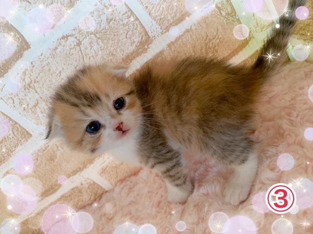 スコティッシュフォールド折れ耳