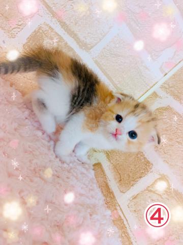 スコティッシュフォールド折れ耳