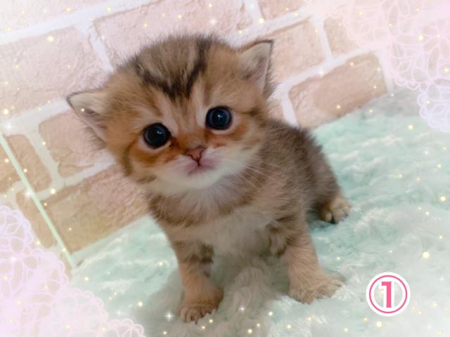 スコティッシュフォールド立ち耳