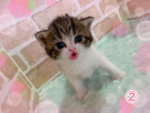 スコティッシュフォールド立ち耳