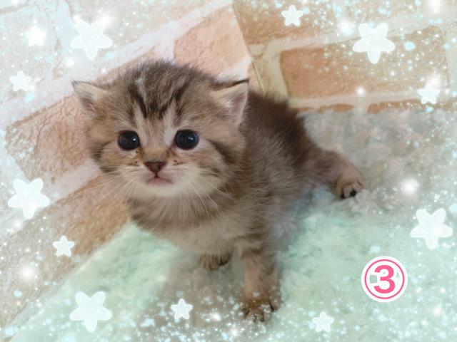 スコティッシュフォールド立ち耳