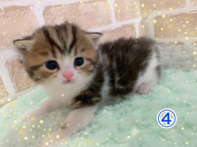 スコティッシュフォールド