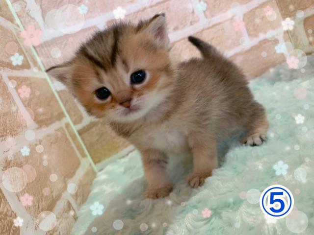 スコティッシュフォールド立ち耳