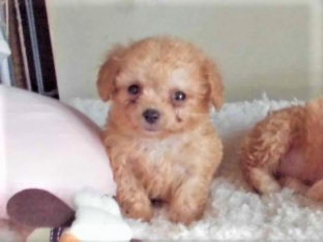 トイプードルTカッププードル