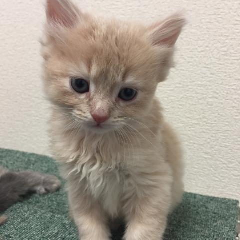 ミヌエット(旧ナポレオン)