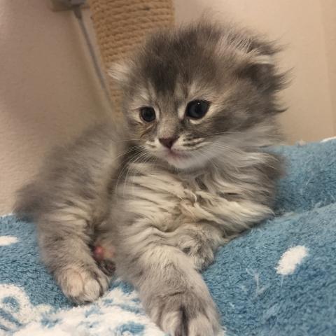 ミヌエット(旧ナポレオン)