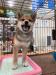柴犬
