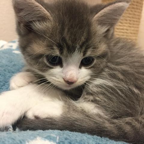 ミヌエット(旧ナポレオン)