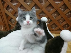 ブリティッシュショートヘア