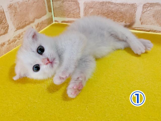 スコティッシュフォールド折れ耳