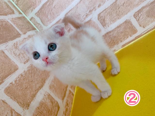 スコティッシュフォールド折れ耳