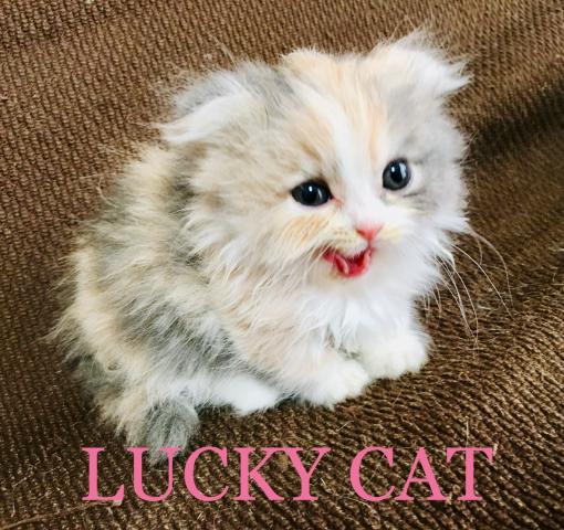 LUCKY CAT (ブリーダー)