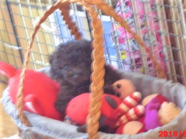 トイプードルタイニーサイズプードル