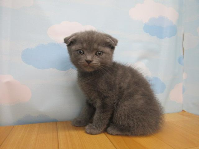 スコティッシュフォールド