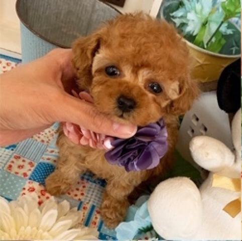 トイプードルティーカップ