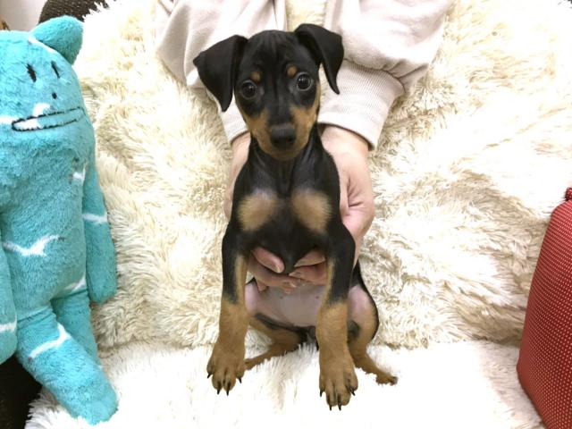 ミニチュアピンシャー