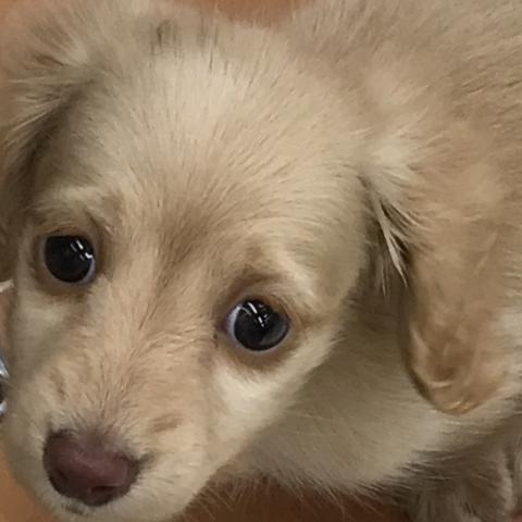 カニンヘンダックスフンド