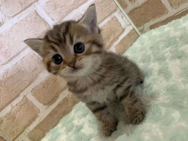 スコティッシュフォールド立ち耳