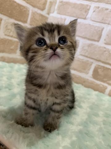 スコティッシュフォールド立ち耳