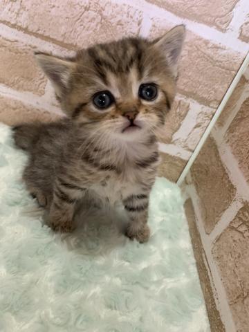 スコティッシュフォールド立ち耳