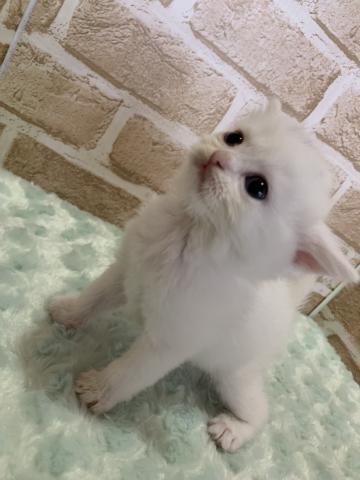 スコティッシュフォールド立ち耳