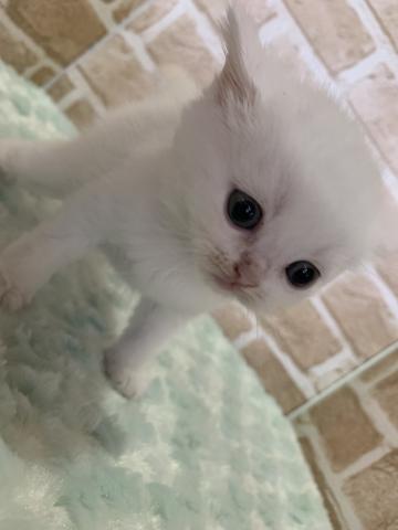 スコティッシュフォールド立ち耳