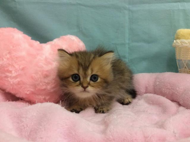 ペルシャ・ヒマラヤン