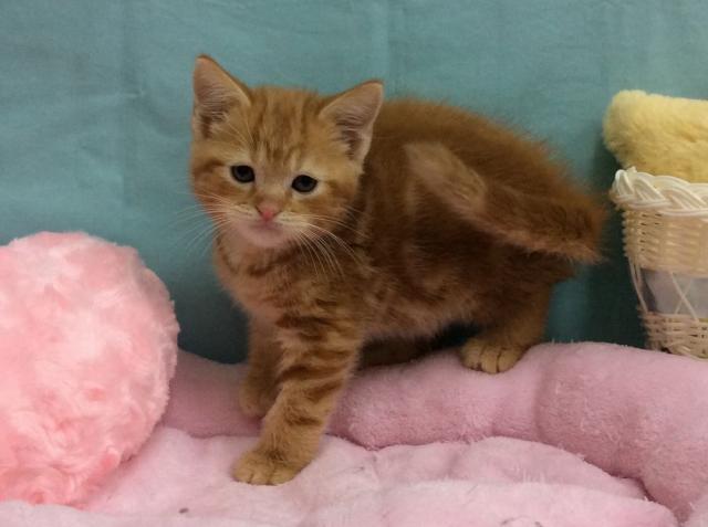 アメリカンショートヘアー