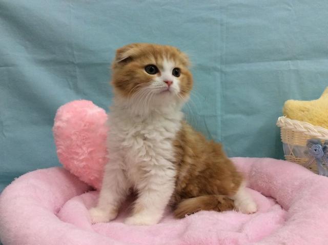 スコティッシュフォールド