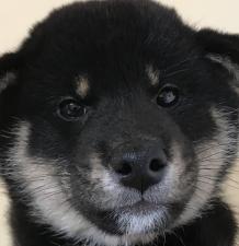 柴犬⭐️極上⭐️ショータイプの柴犬⭐️父犬は有名犬⭐️光神の鉄号⭐️20%割引後価格318,400円⭐️こんな名犬は滅多に手に入りませんので、お問い合わせはお早めに⭐️