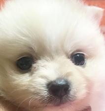 ポメラニアン❤️ふわっふわ💕モコモコ毛量バツグン💕シャオ系統のポメくん❤️今週の大特価29万円💕