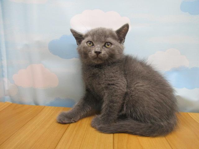 ブリティッシュショートヘア