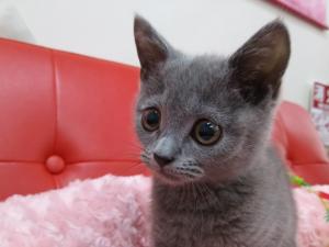 ブリティッシュショートヘア
