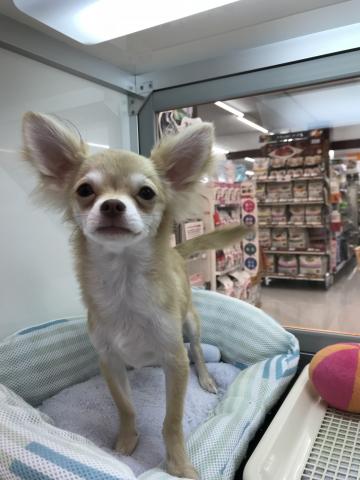 チワワ（ロングコート）