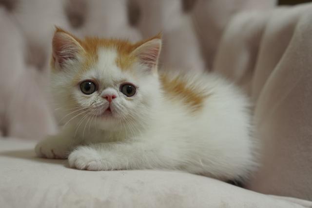 エキゾチックショートヘアー