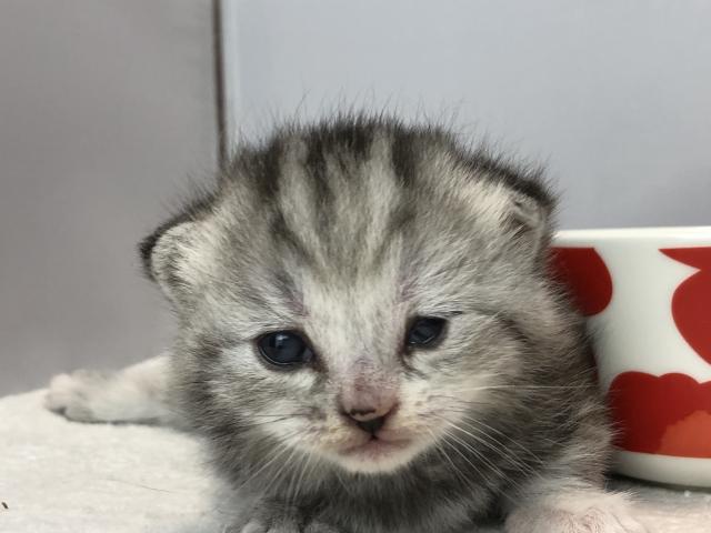 マンチカン短足