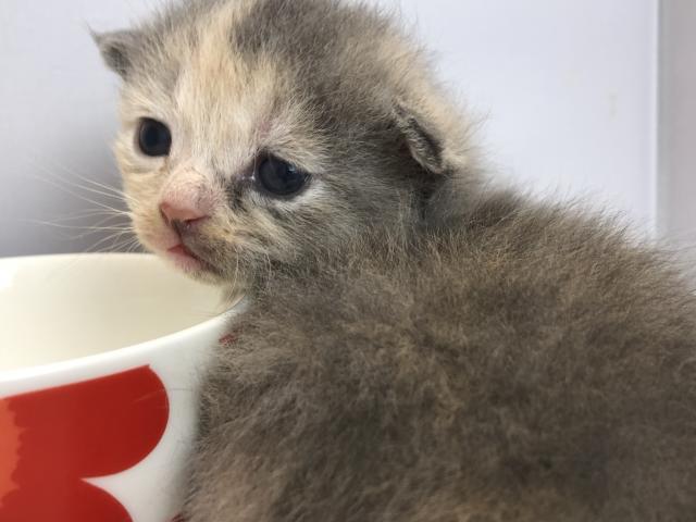 マンチカン長足