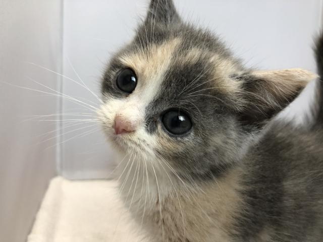 マンチカン長足