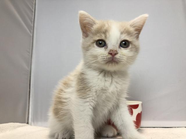 マンチカン長足