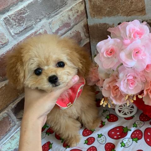 トイプードルマイクロティーカップ