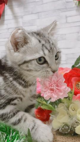 アメリカンショートヘアー