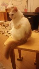 スコティッシュフォールドロングヘアー 立ち耳 猫の手 Cat's model BON