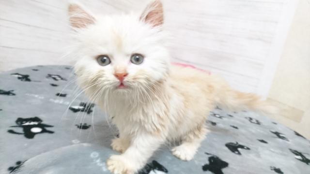 ミヌエット(旧ナポレオン)