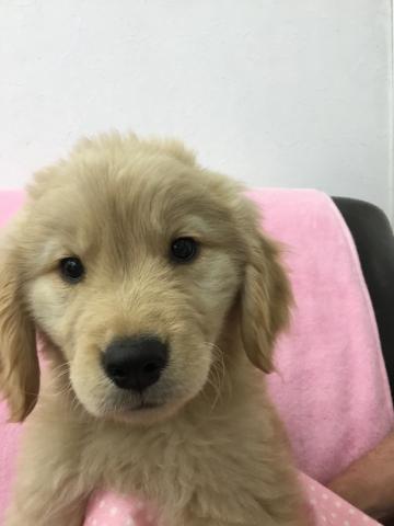 ゴールデンレトリーバー